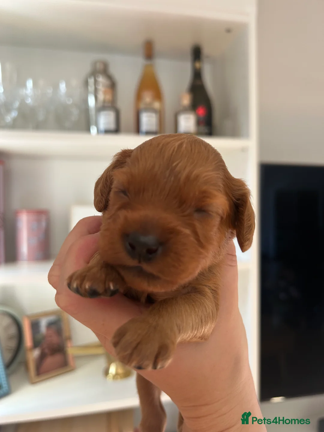 Cavapoo dogs for sale: Cavapoo Puppies available from 15th August - Advert 10
