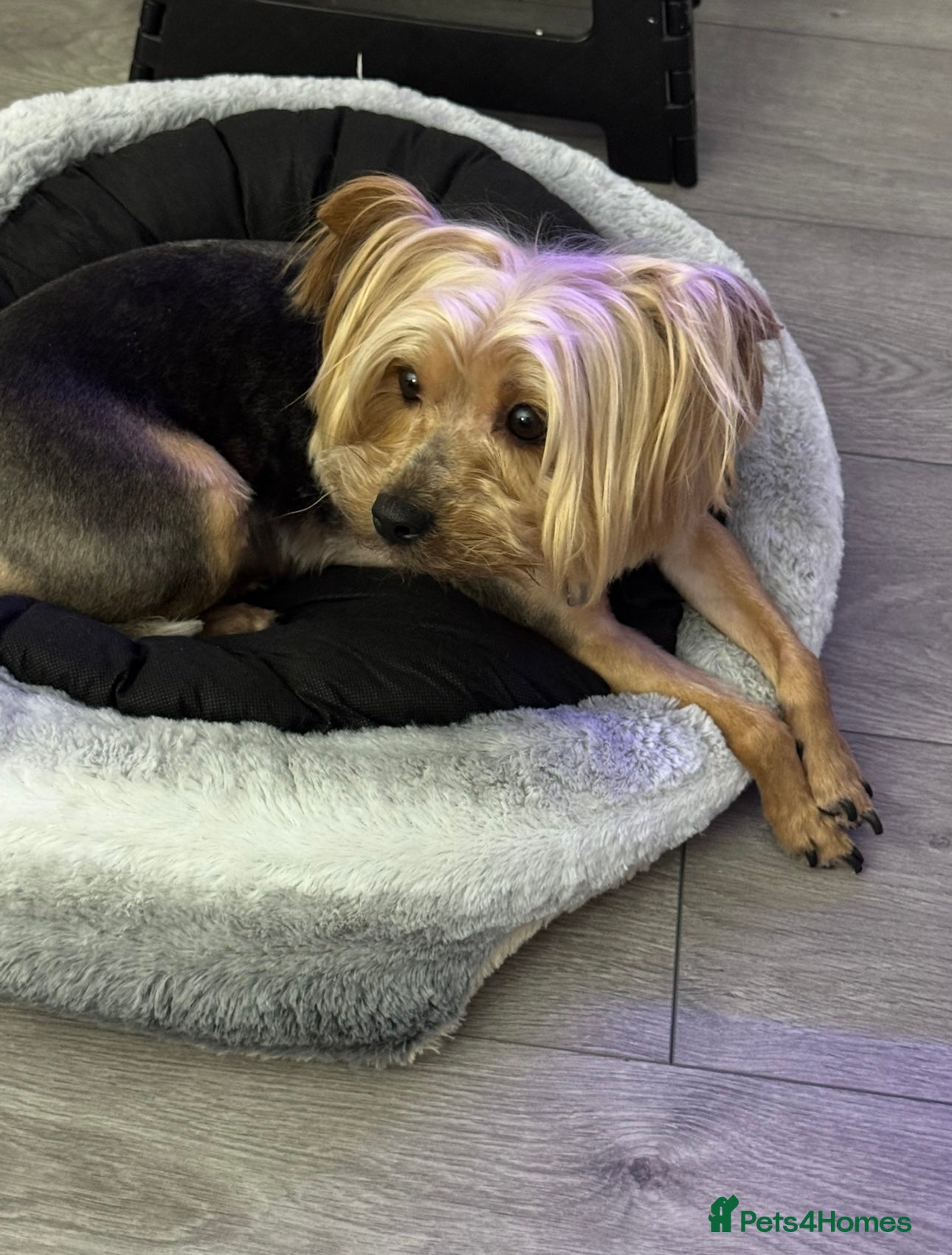 Yorkshire Terrier dogs for sale: Yorkshire Terrier Puppies  - Advert 6