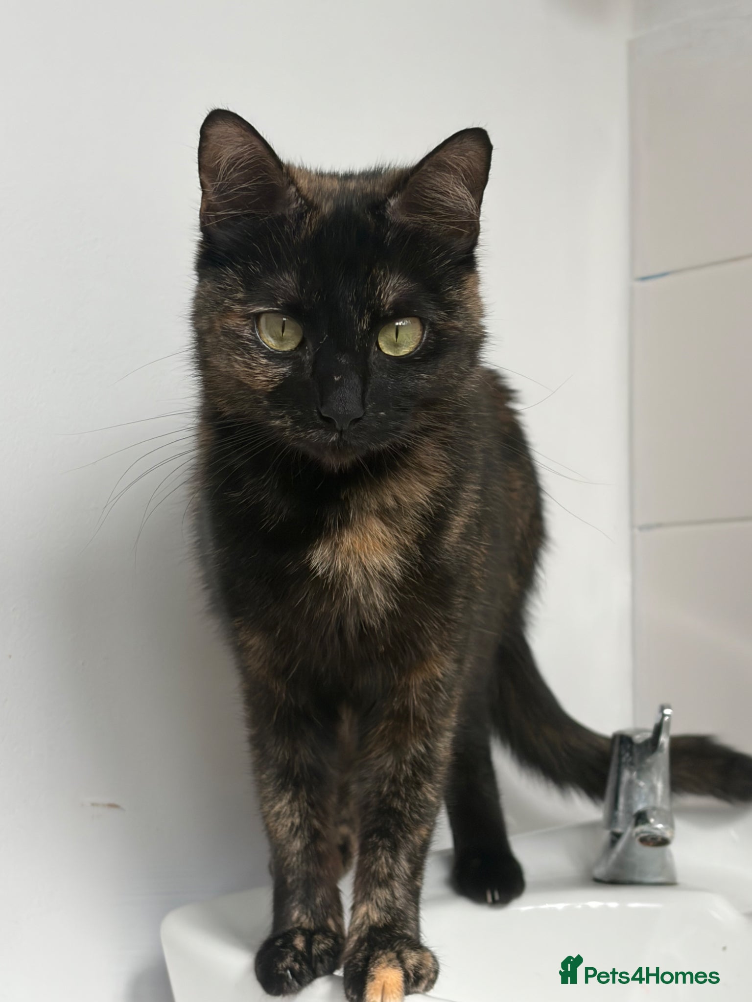 British Shorthair cats Gingy - Advert 1