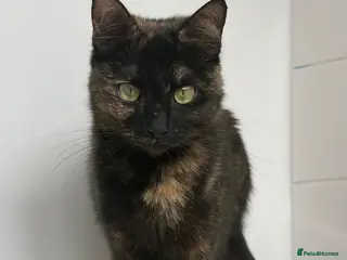 British Shorthair cats Gingy - Advert 1