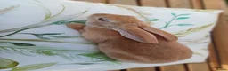 Rex rabbits for sale: Gorgeous harlequin marked mini rex girls - Advert 6