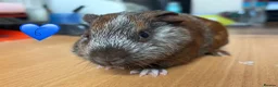 Guinea Pig rodents for sale: Guinea Pigs - Mixed Litter Young Males & Female - Advert 7