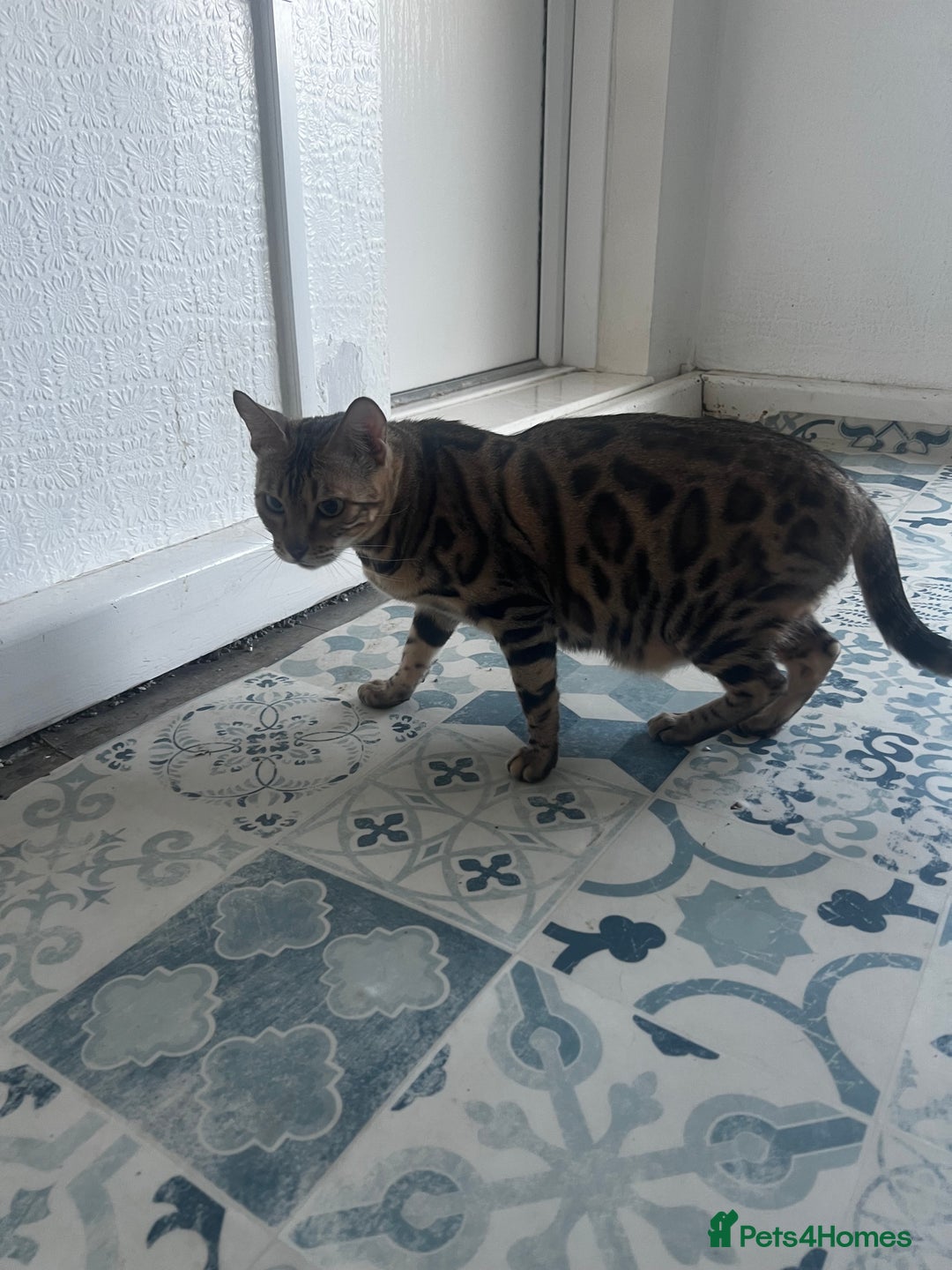 Bengal cats for sale: Bengal cat for sale  - Advert 2