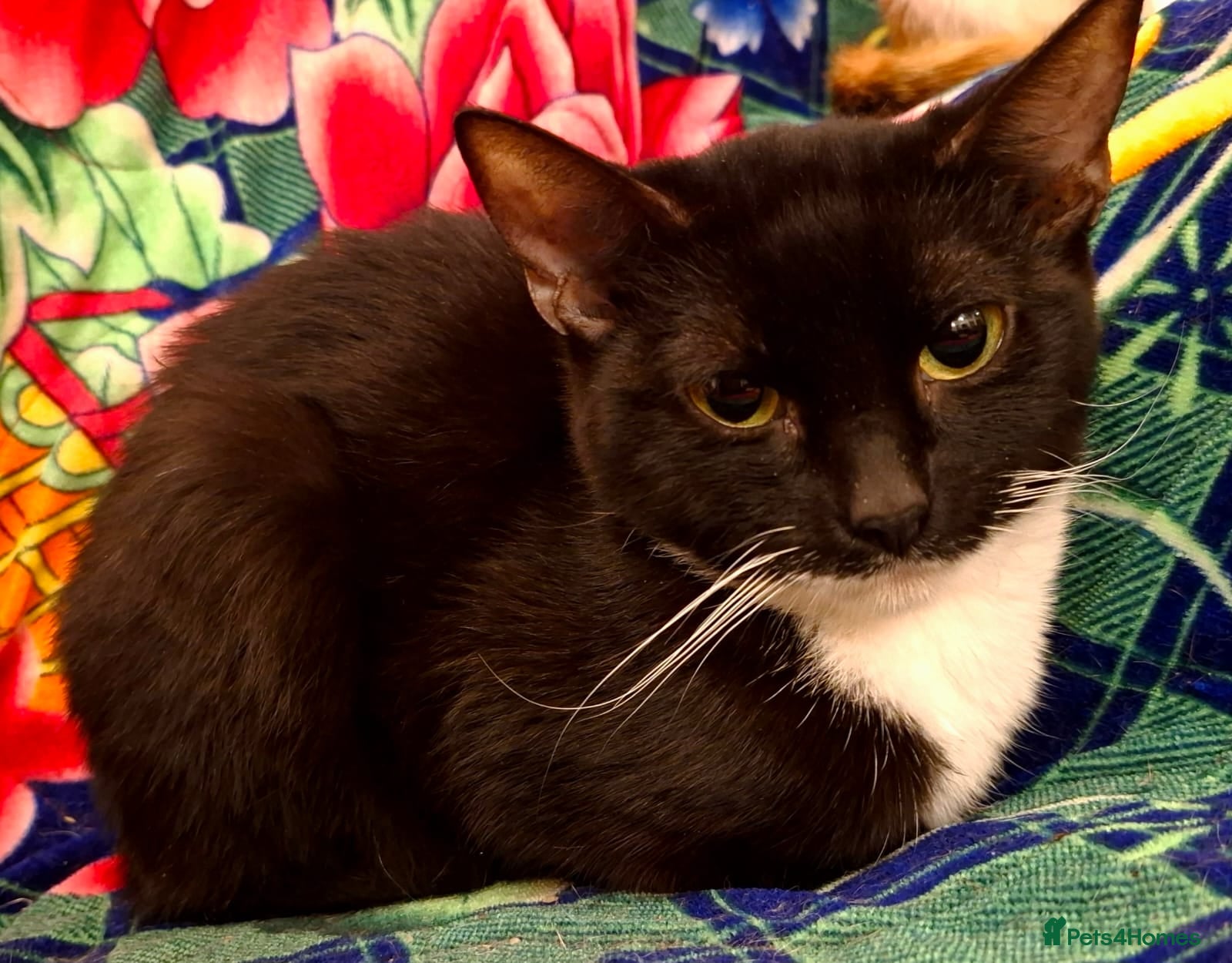 British Shorthair cats Gorgeous Kittens Looking for Loving Homes!  - Advert 1