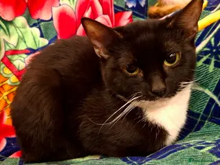 British Shorthair cats Gorgeous Kittens Looking for Loving Homes! - Advert 5