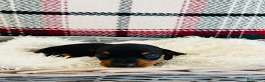 Miniature Dachshund Puppy 3