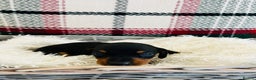 Miniature Dachshund dogs for sale: Beautiful true kc reg miniature dachshunds - Advert 16