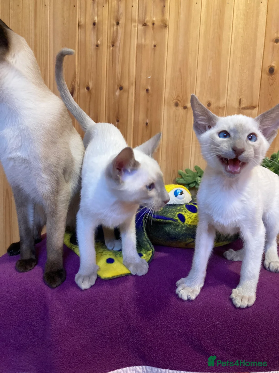 Oriental cats for sale: Oriental boy kittens - Advert 2