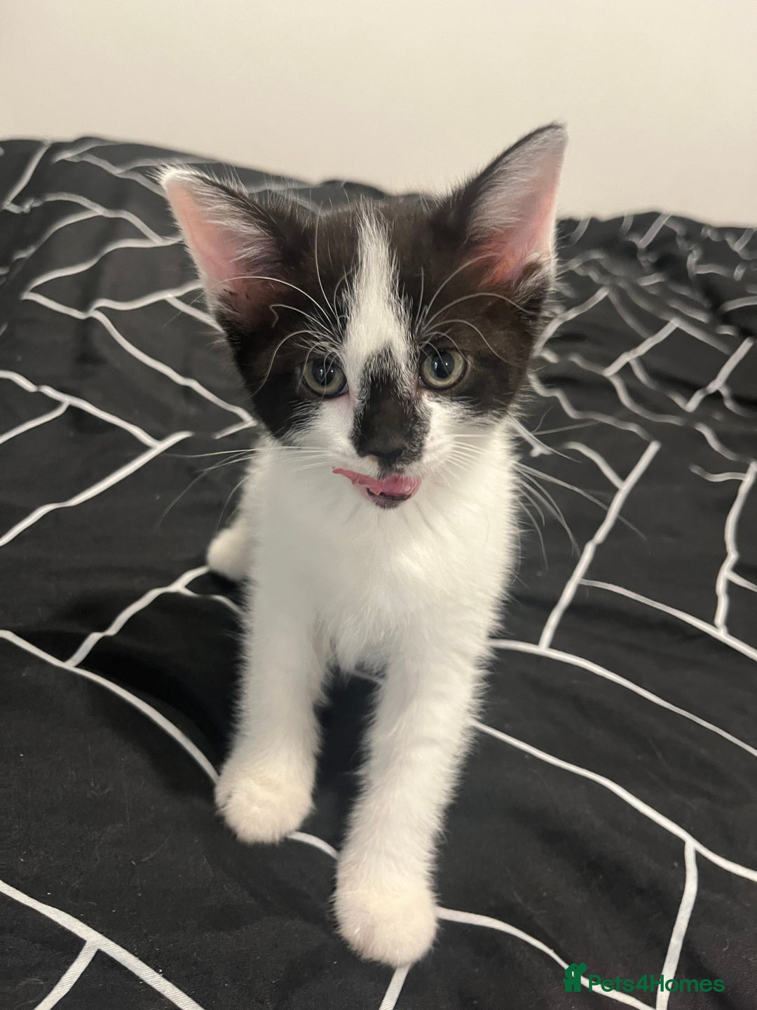 Mixed Breed cats for sale: Mixed breed kittens  - Image 11