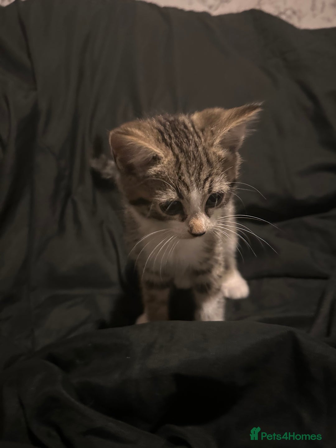 Mixed Breed cats for sale: Bengal mixed kittens  - Advert 8