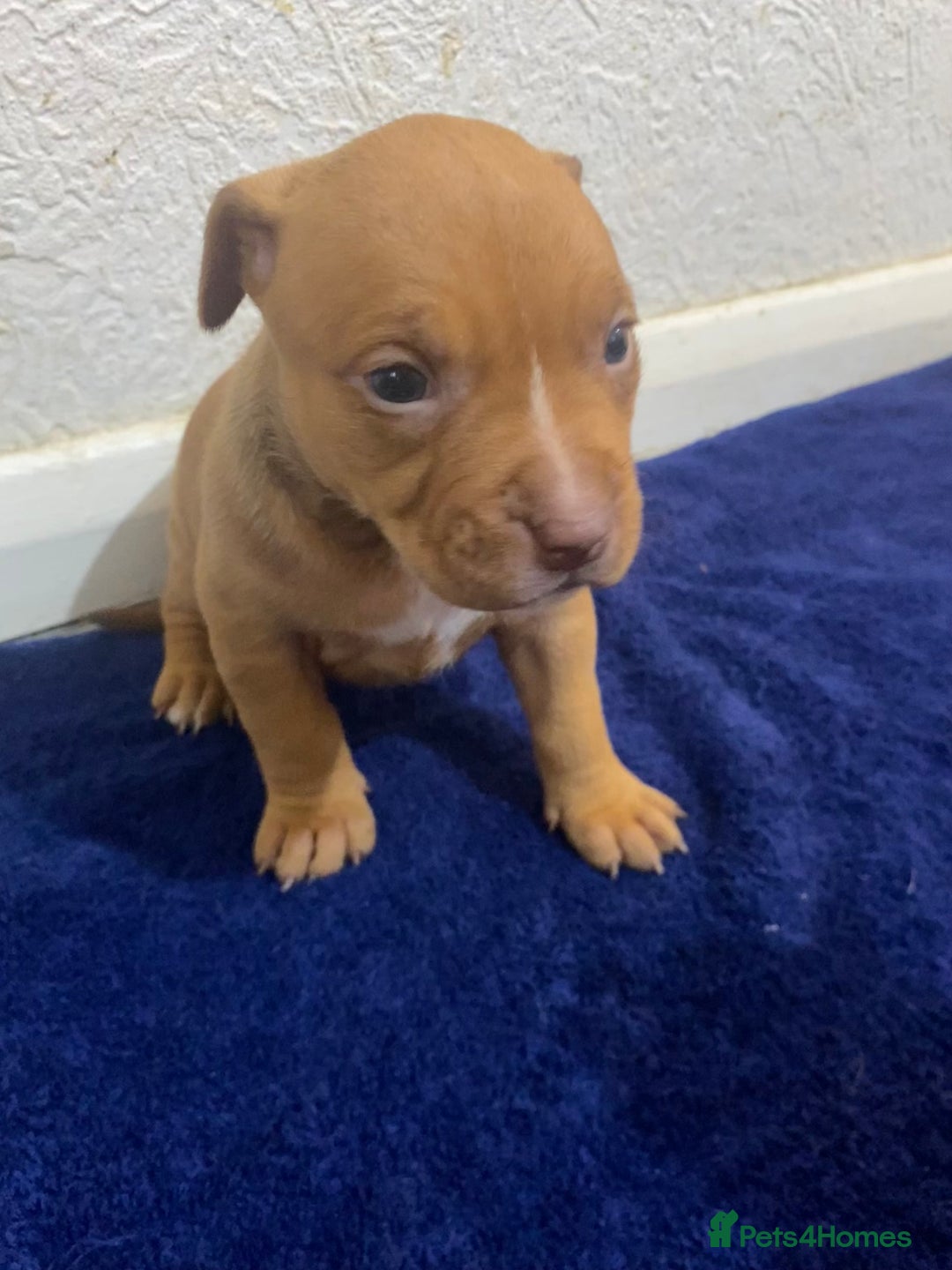 Mixed Breed dogs for sale: Staff puppies - Advert 3