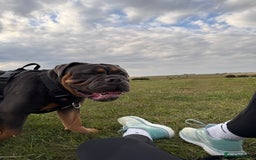 Olde English Bulldogge dogs for sale: Bulldog  - Image 4