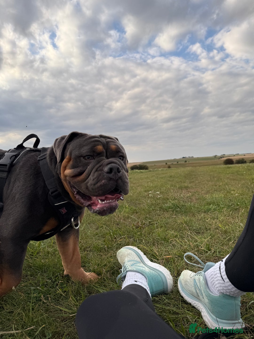 Olde English Bulldogge dogs for sale: Bulldog  - Image 4