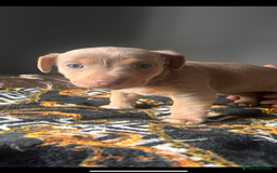 Jack Russell dogs for sale: Wenlock Jack Russell puppies  - Image 3