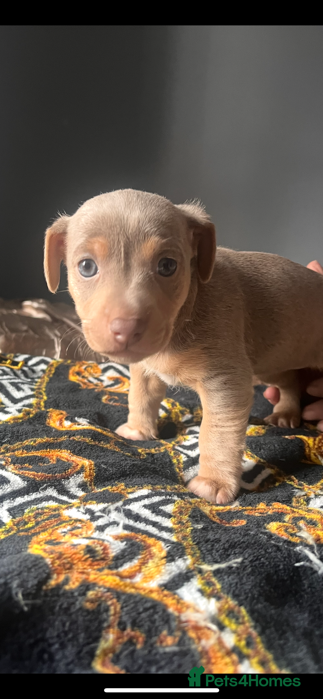 Jack Russell dogs for sale: Wenlock Jack Russell puppies  - Image 3