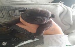 Mixed Breed dogs for sale: Puppies for sale ready 10th September - Image 7