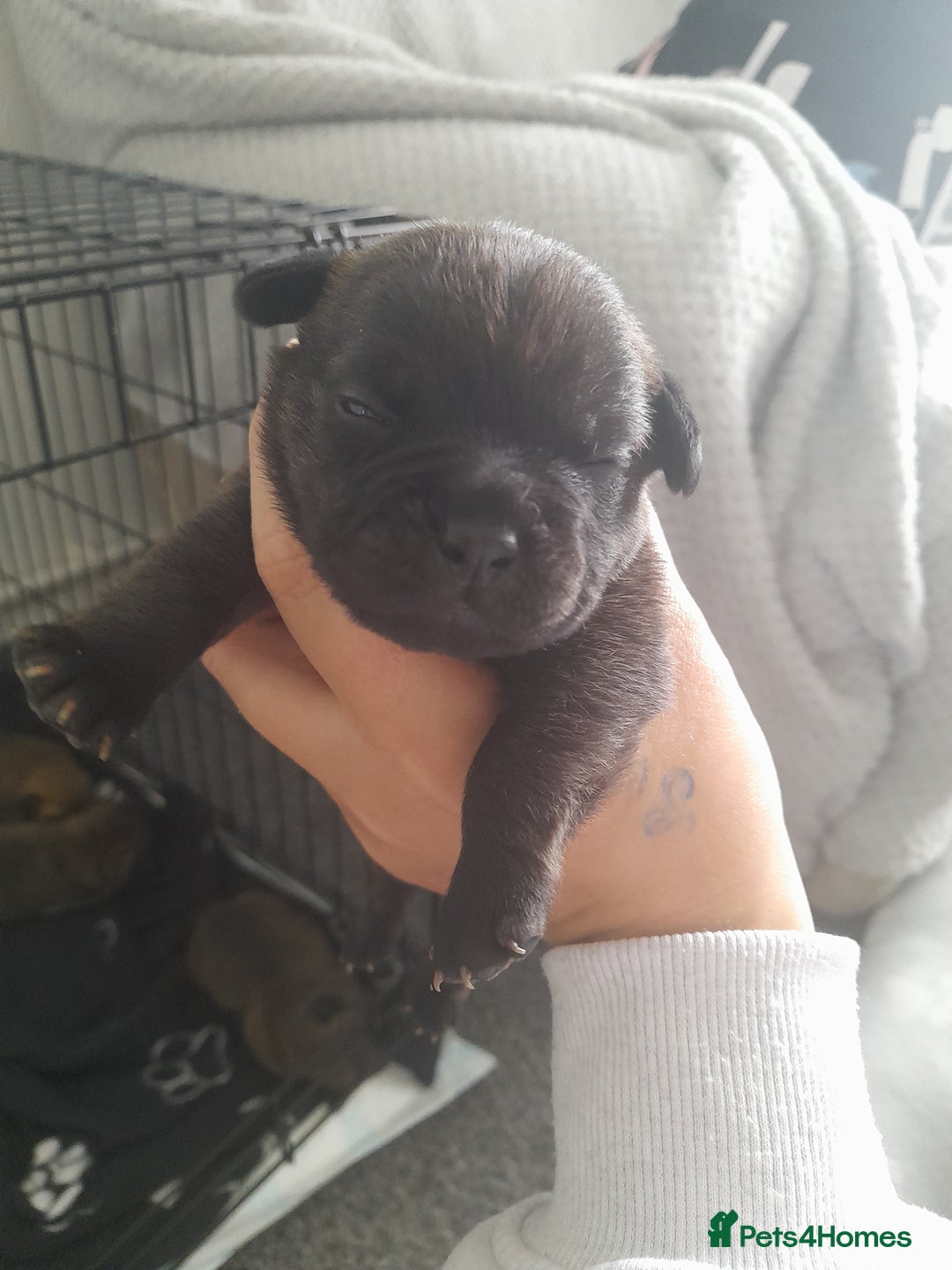 Mixed Breed dogs for sale: Puppies for sale ready 10th September - Image 7