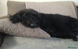 Labradoodle dogs for sale: Fluffy labradoodle looking for a lovely home - Image 2