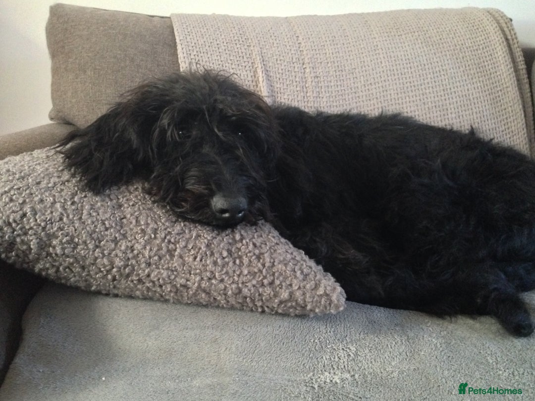 Labradoodle dogs for sale: Fluffy labradoodle looking for a lovely home - Image 2