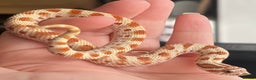 Snake reptiles for sale: Various Western Hognoses - Advert 6