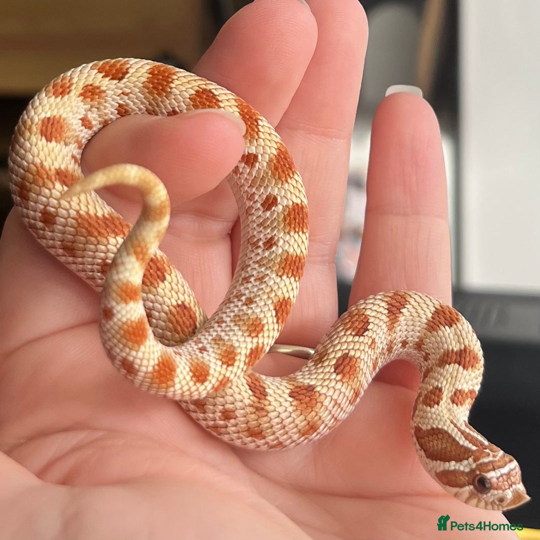 Snake reptiles for sale: Various Western Hognoses - Advert 6