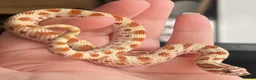 Snake reptiles for sale: Various Western Hognoses - Advert 8