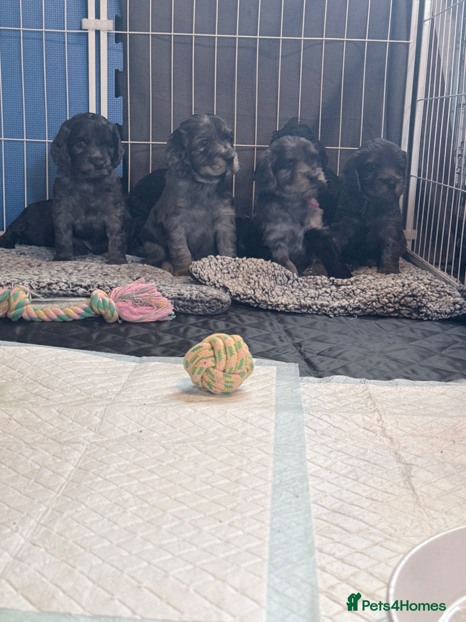 Cockapoo dogs for sale: F1b cockerpoo puppies  in Hitchin - Advert 8