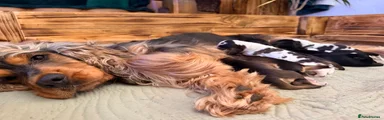 Cocker Spaniel 7