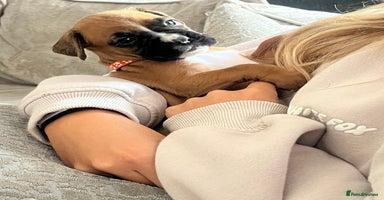 Boxer dogs - Advert 14