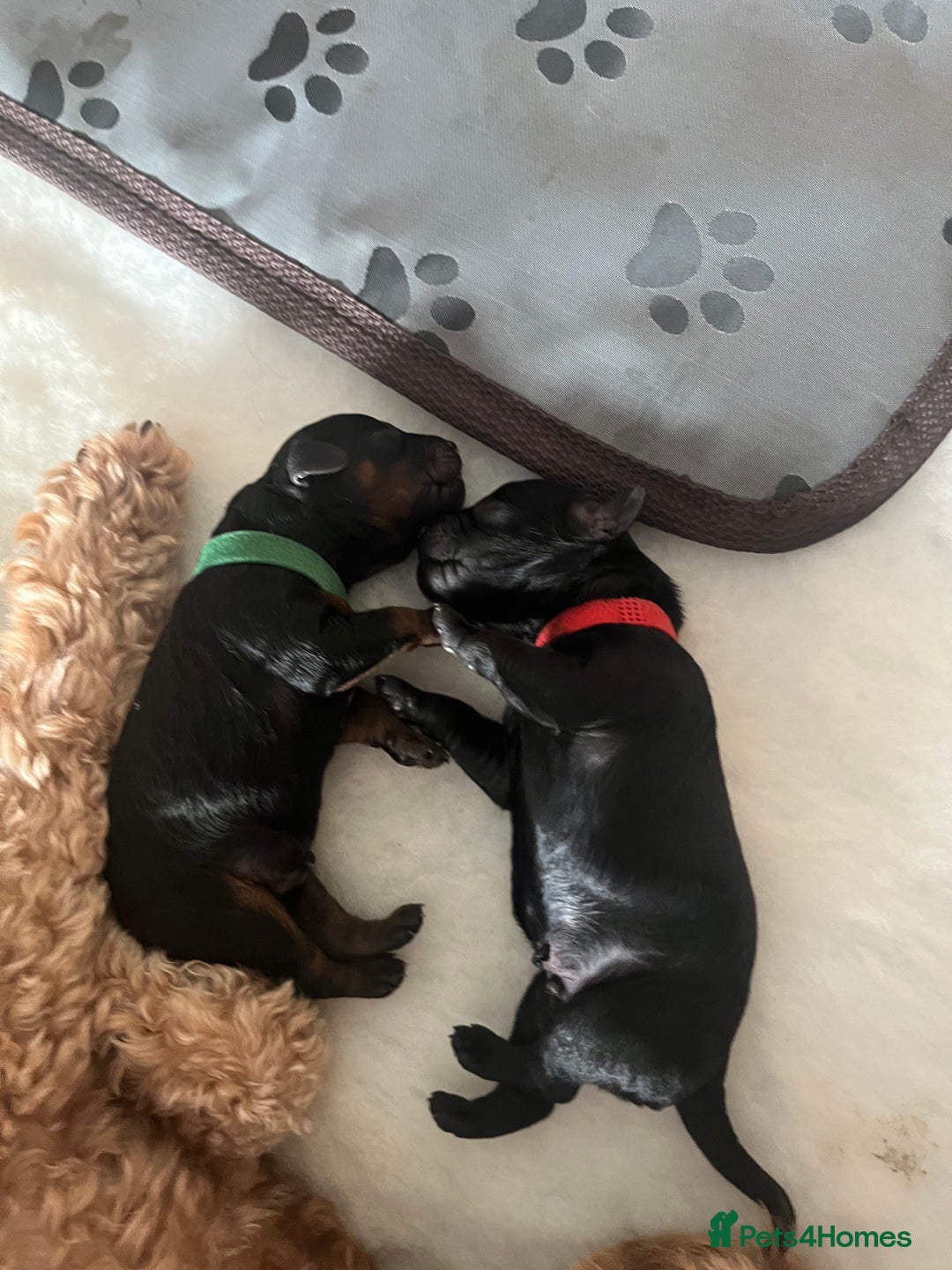 Cavapoo dogs for sale: Cute cavas for best homes only!  - Image 6