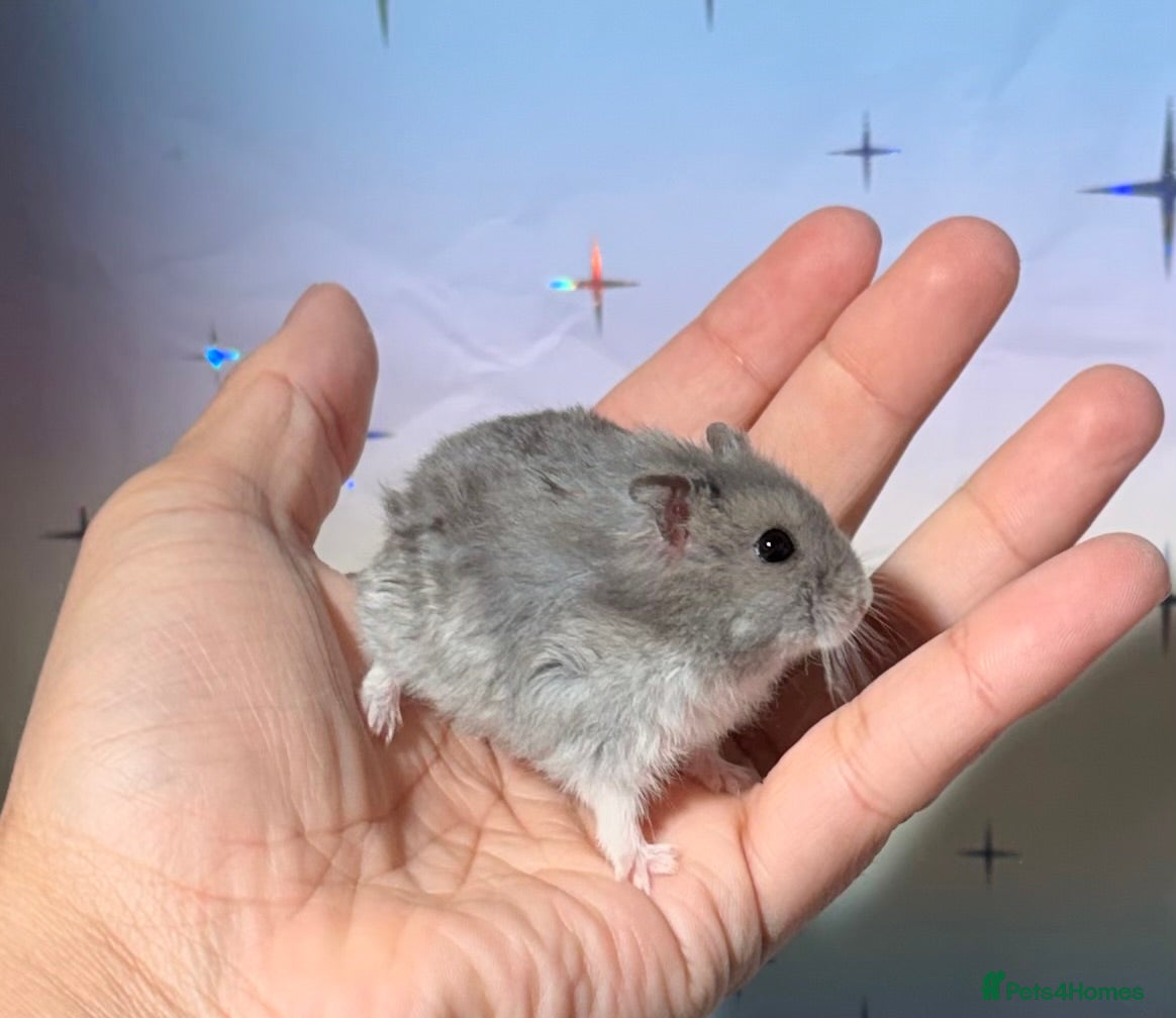 Hamster rodents STUNNING TAME PEDIGREE WINTER WHITE DWARF HAMSTERS - Advert 2