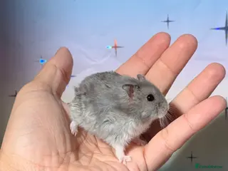 Hamster rodents STUNNING TAME PEDIGREE WINTER WHITE DWARF HAMSTERS - Advert 2