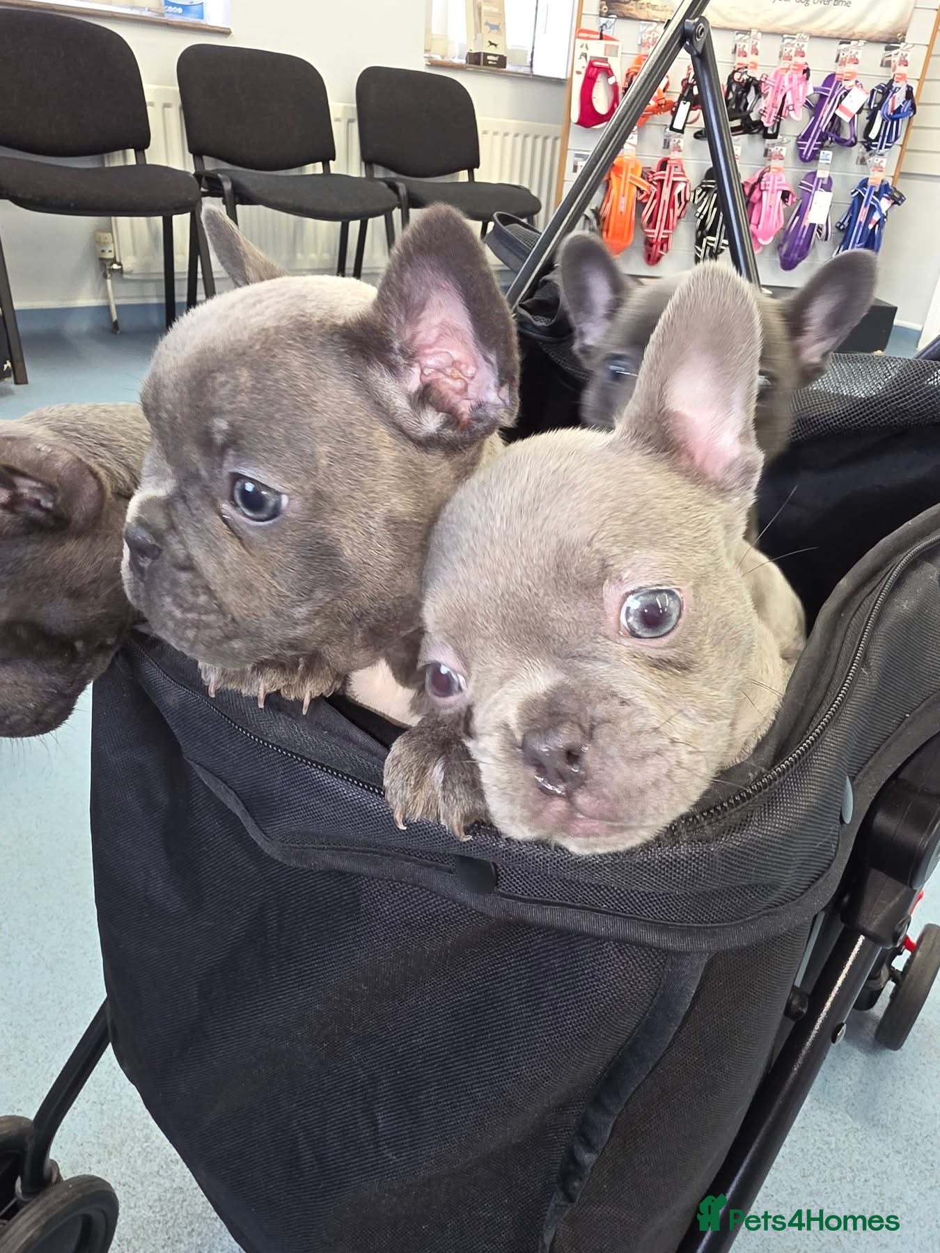 French Bulldog dogs French bulldog puppies for sale - Advert 2