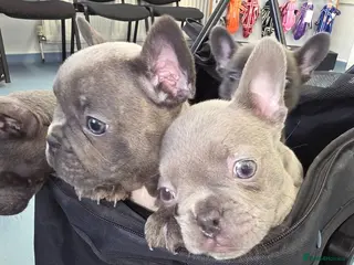 French Bulldog dogs French bulldog puppies for sale - Advert 2
