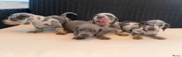Miniature Dachshund dogs for sale: Miniature Dachshund Puppies - Advert 17