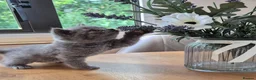 British Shorthair cats for sale: Purebred british shorthair kittens in Wigton - Advert 16