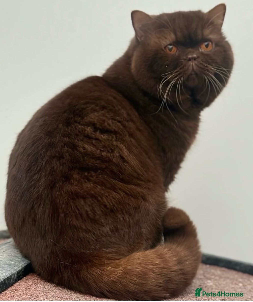 British Shorthair cats Handsome chocolate carrying cinnamon stud - Advert 2