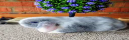 Mini Lop rabbits for sale: mini lops for sale - Advert 2