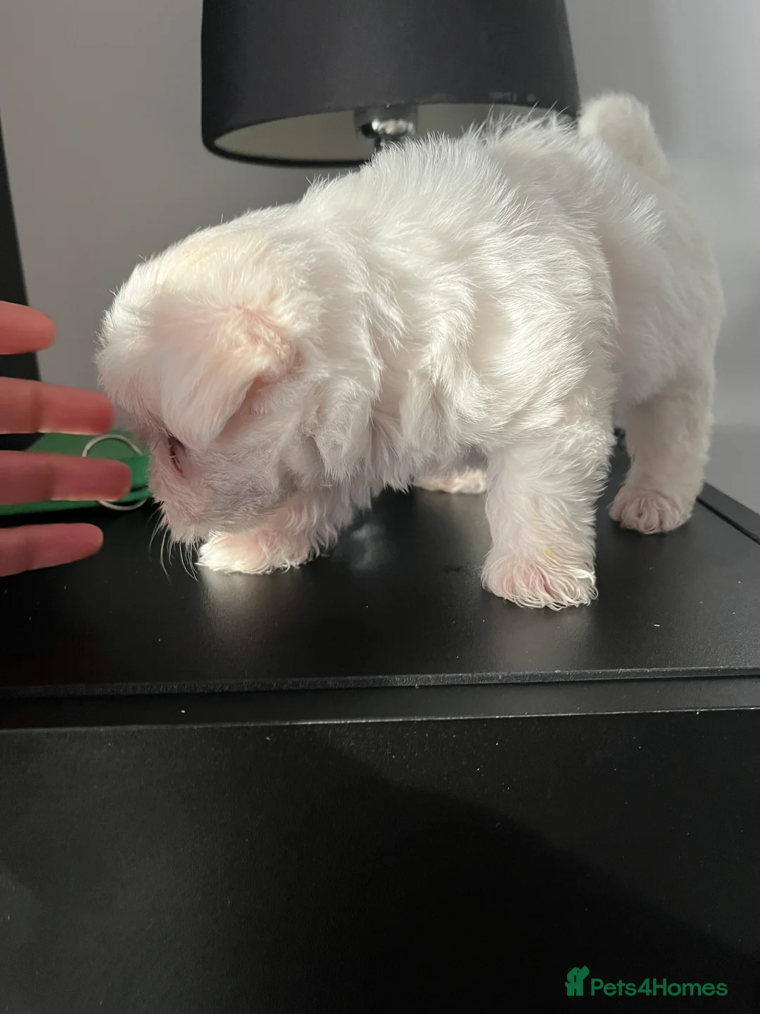 Mixed Breed dogs for sale: Puppies for sale  - Advert 5