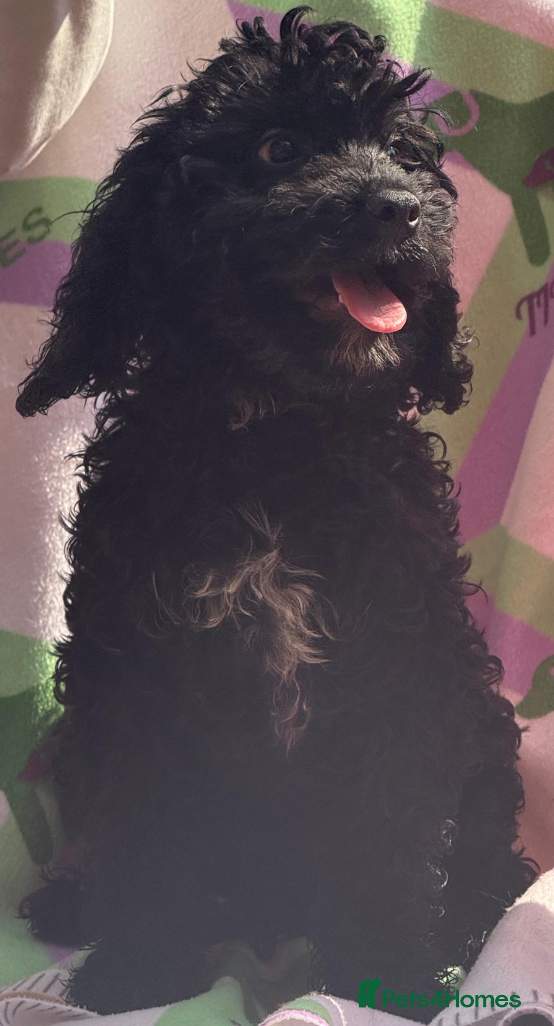 Cockapoo dogs F1 MINI COCKAPOO boy 30 dna tested - Advert 1