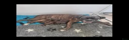 Boxer dogs for sale: Beautiful boxer puppies!! Ready to go!!! - Advert 4