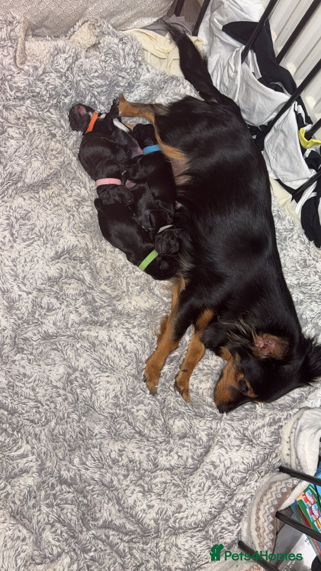Mixed Breed dogs for sale: Jackawawa x miniature poodle  - Image 7