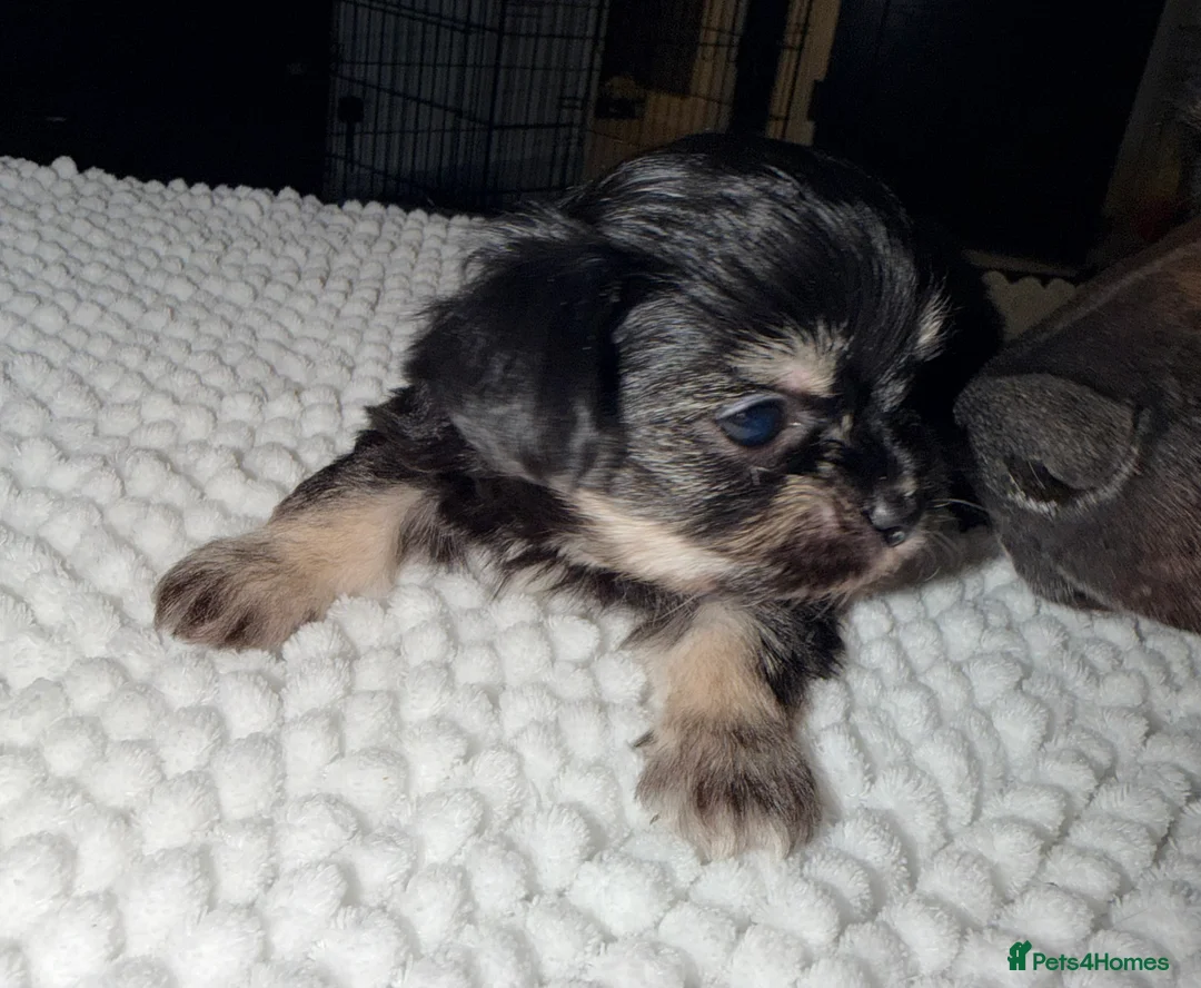 Mixed Breed dogs for sale: Fluffy Malchi puppies  - Advert 21