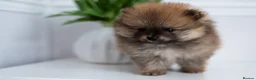 Pomeranian dogs for sale: Pomeranian Extra Small KC Puppies  in Enfield - Advert 7