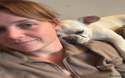 French Bulldog dogs for sale: Frenchie bitch - Image 4