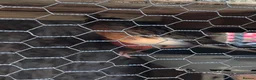 Canaries birds for sale: Canaryxgoldfinch mule  - Advert 2