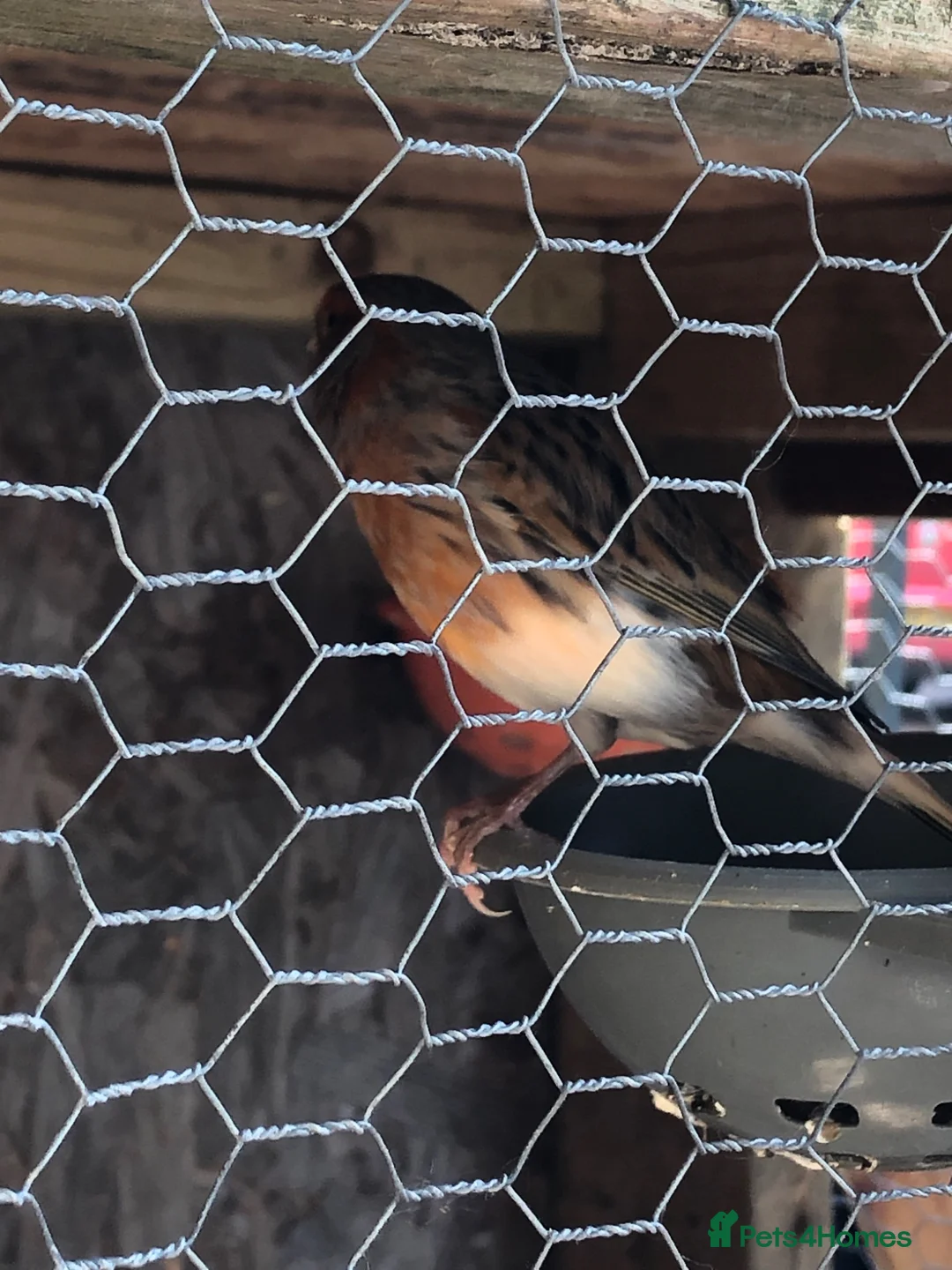 Canaries birds for sale: Canaryxgoldfinch mule  - Advert 2