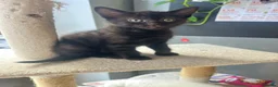 Mixed Breed cats for sale: KITTENS LOOKING FOR THEIR FOREVER HOMES - Advert 3