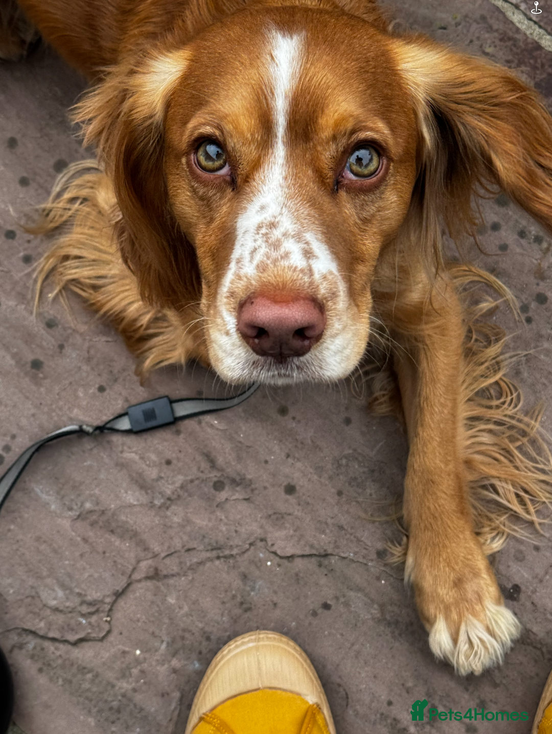 Cocker Spaniel dogs for stud: KC Working Cocker Spaniel - Advert 7