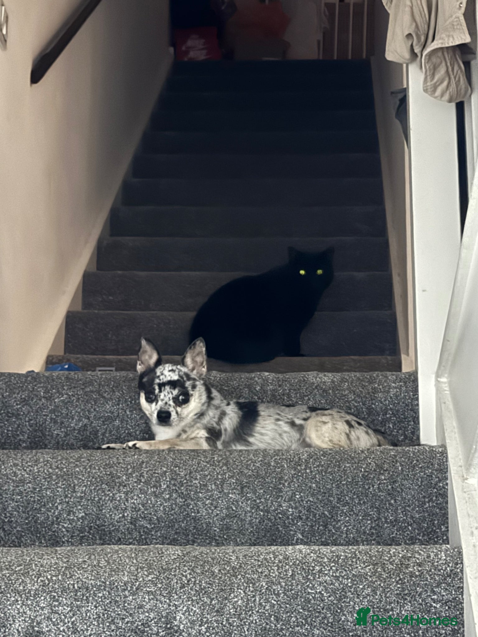 Chihuahua dogs Proven Chihuahua Stud – Simba (Experienced) - Advert 1